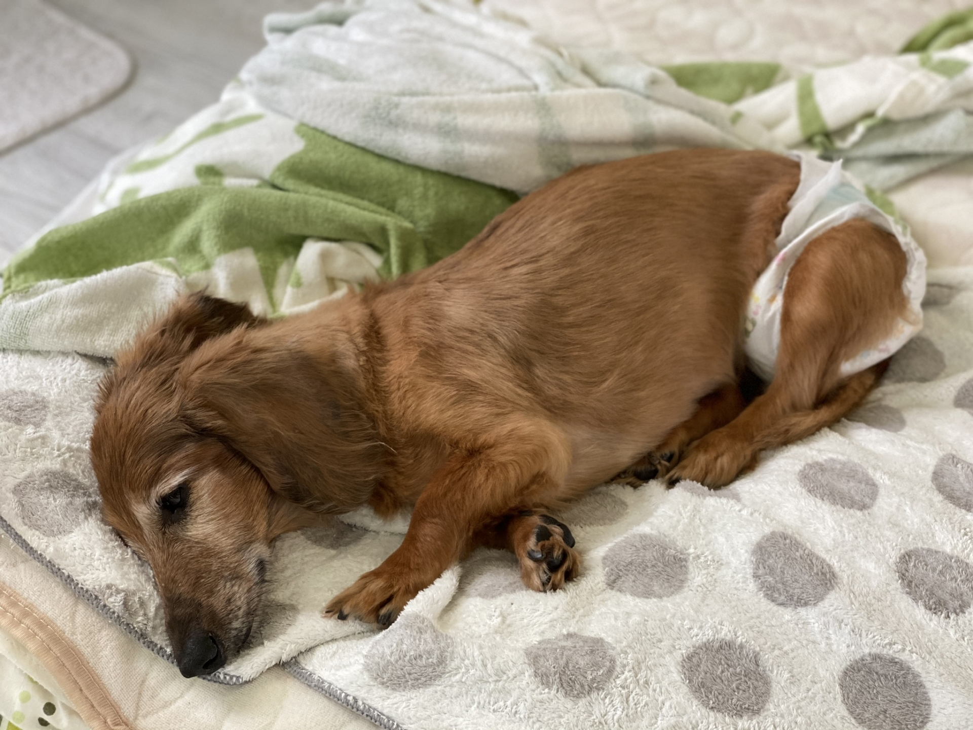 シンプル預かりプランの様子